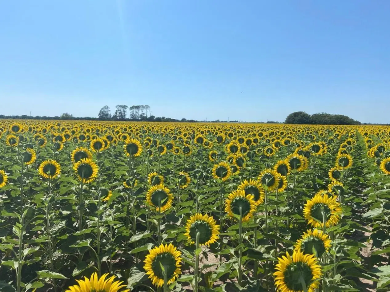 Campo de 85 hectareas agricolas en San Nicolas 5