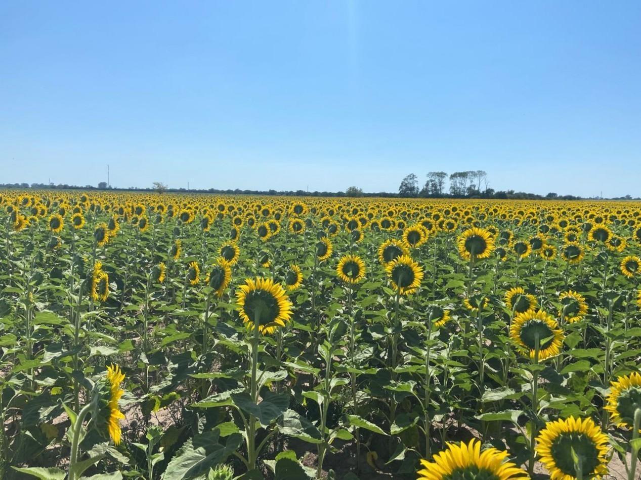 Foto de Campo de 42,5 hectareas agricolas en San Nicolas, imagen 5