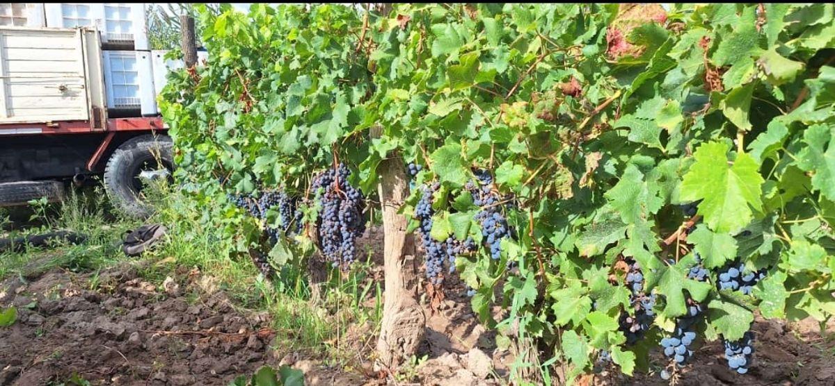 Foto de Finca, Lunlunta - Maipú, imagen 5