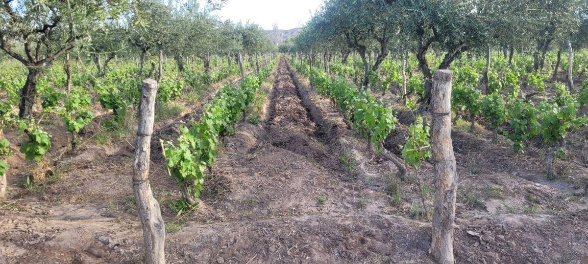 Foto de Finca, Lunlunta - Maipú, imagen 1