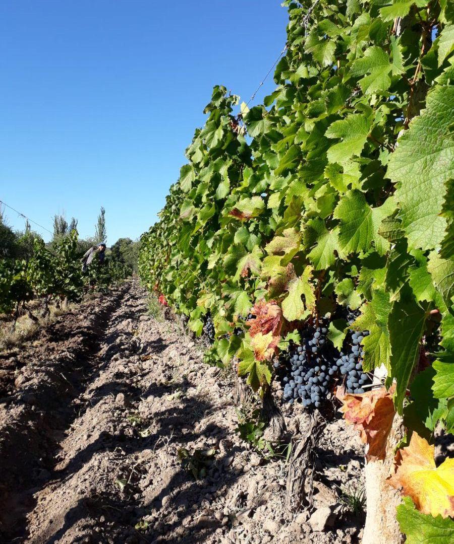 Foto de Finca, Lunlunta - Maipú, imagen 2