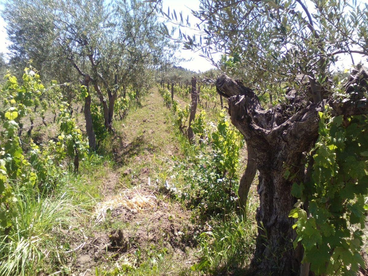 Foto de Finca, Lunlunta - Maipú, imagen 4