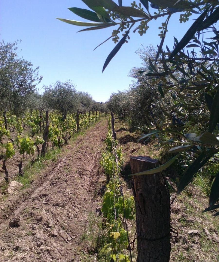 Foto de Finca, Lunlunta - Maipú, imagen 3