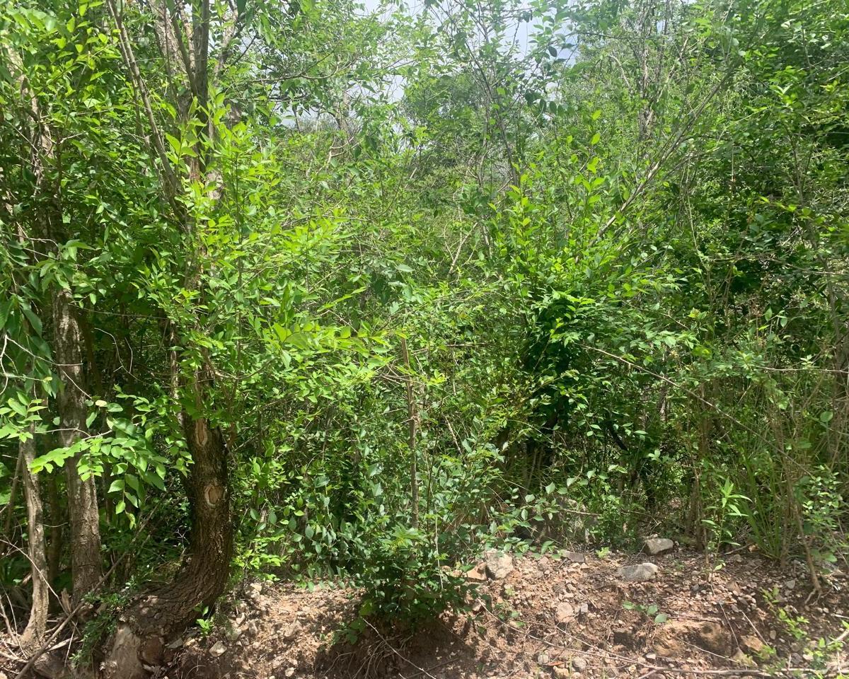 Foto de SE VENDEN LOTES EN VALLE HERMOSO DE 450 METROS!, imagen 2