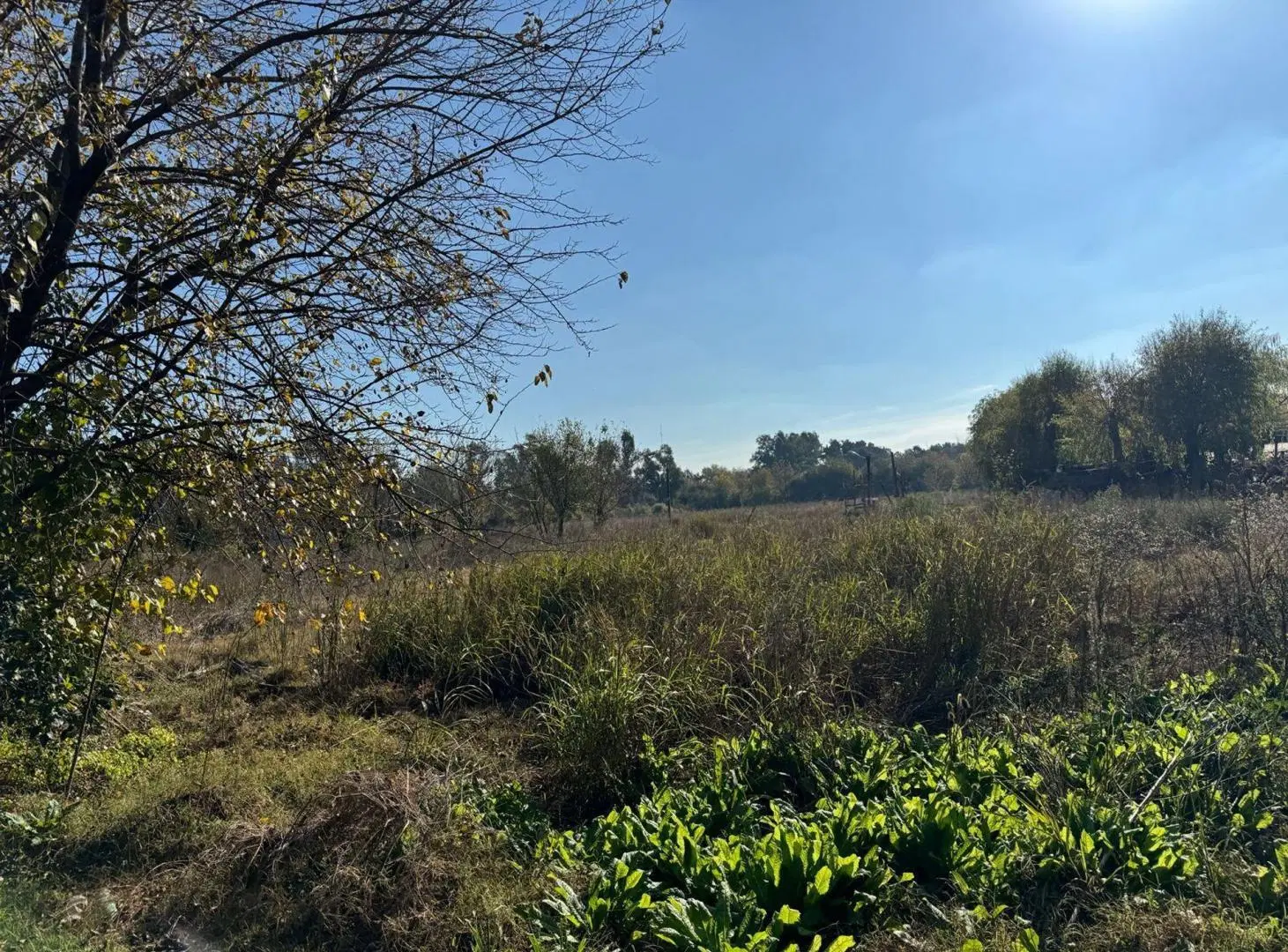 VENTA CAMPO 8,5 HECTAREAS, RUTA 25 PILAR 8