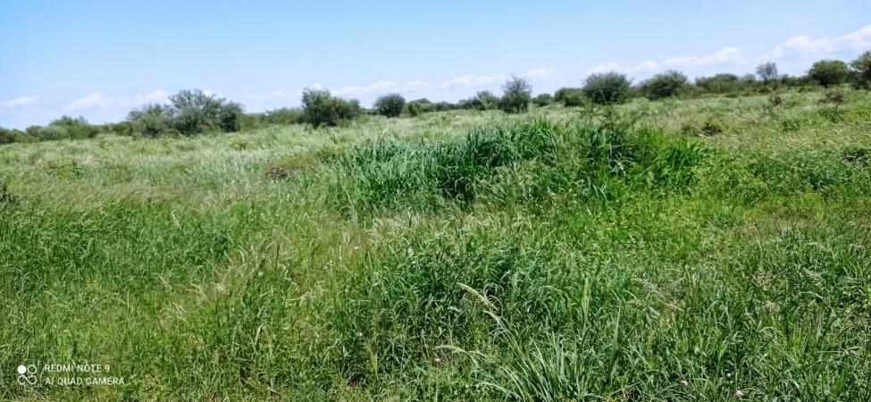 Venta Excelente Campo Ganadero Mixto con Riego en Cruz del Eje (Cba) 4