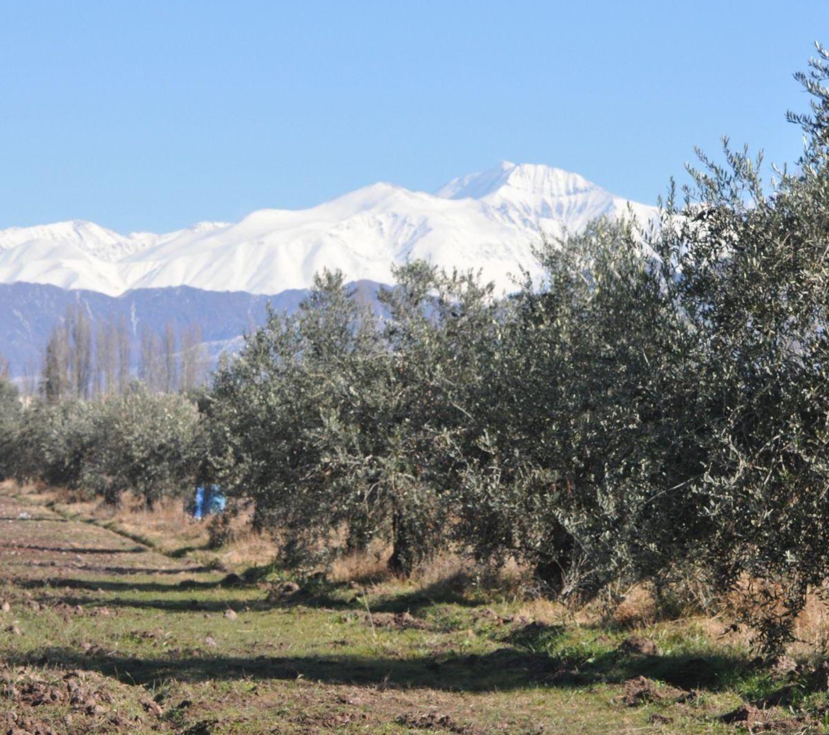 Venta Finca 28 Hectáreas en El Corazón de Vistalba 2