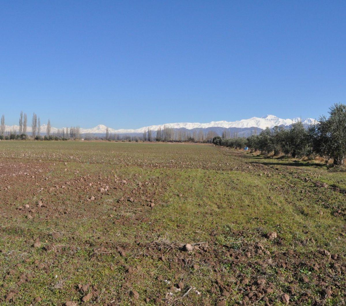 Venta Finca 28 Hectáreas en El Corazón de Vistalba 1