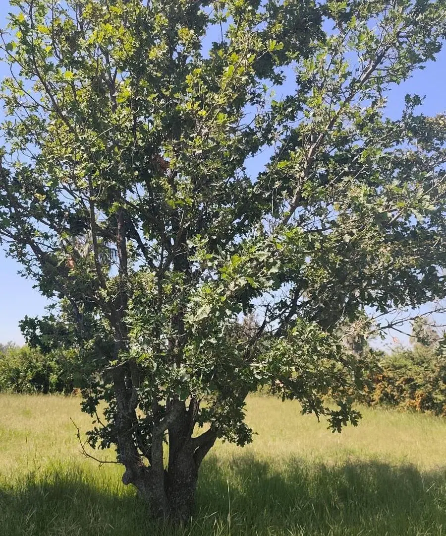 Terreno Venta Valle del Golf 1