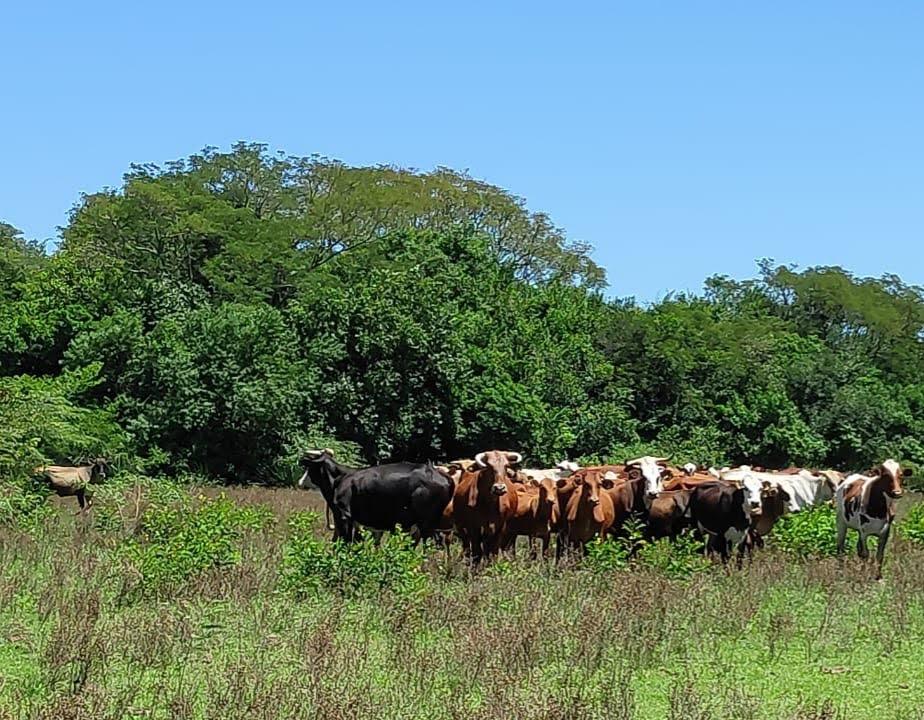 Campo Ganadero en San Miguel Corrientes 1