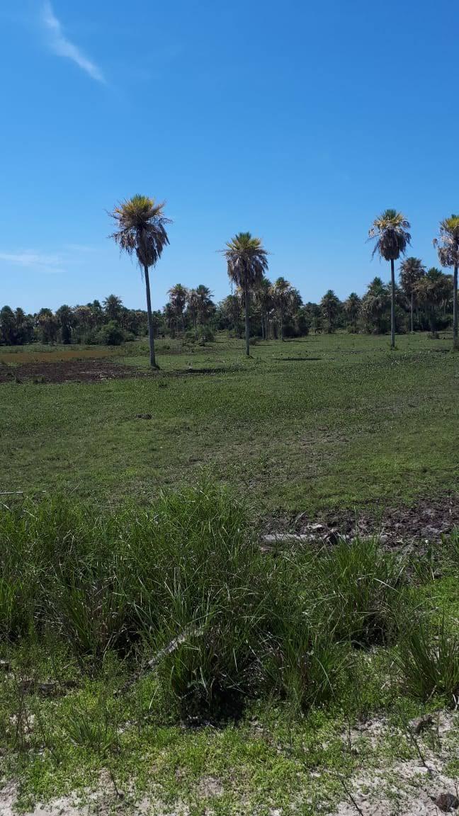 Campo Ganadero en San Miguel Corrientes 5
