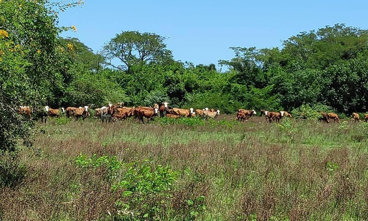 Campo Ganadero en San Miguel Corrientes 3