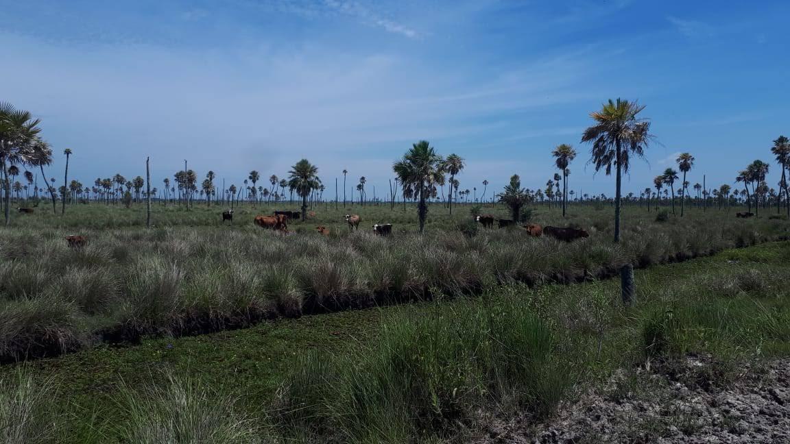 Campo Ganadero en San Miguel Corrientes 2