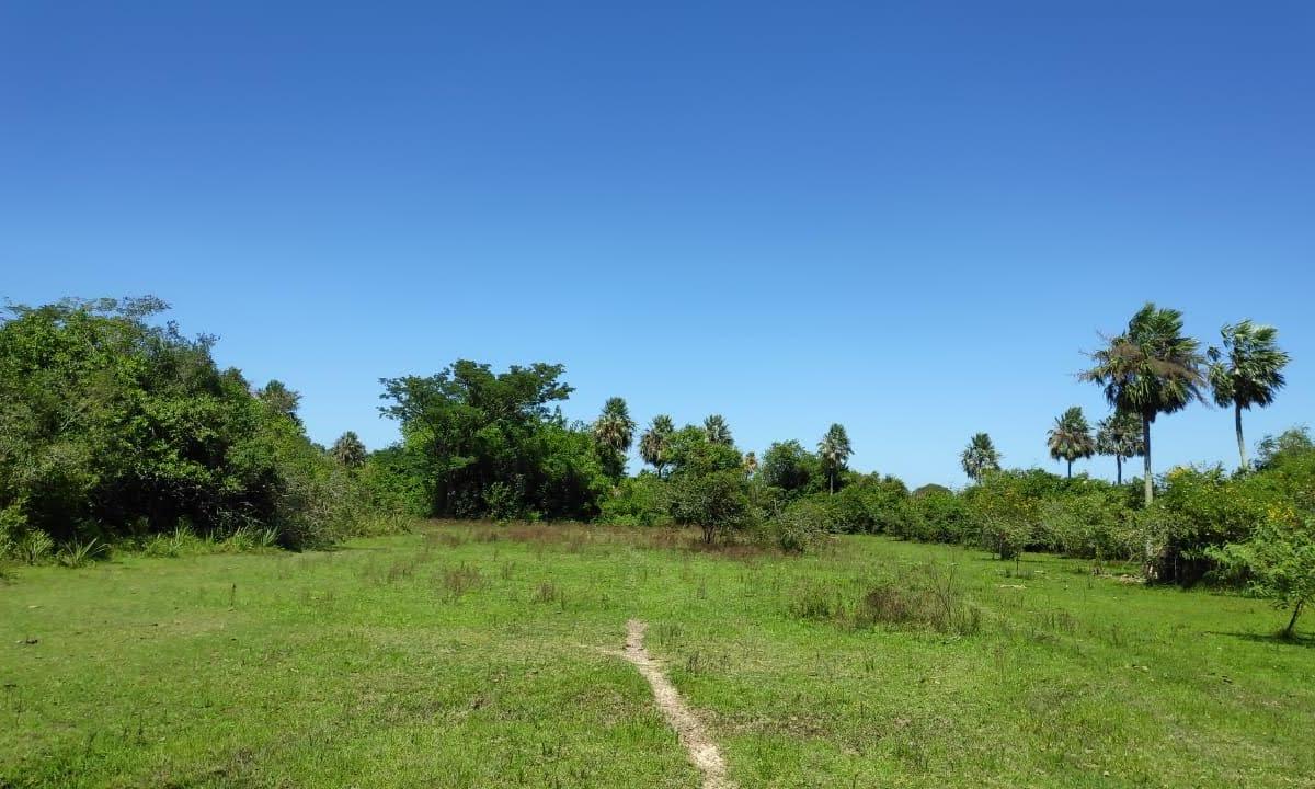 Campo Ganadero en San Miguel Corrientes 4