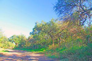 Foto de Terreno - Carpinteria, imagen 3