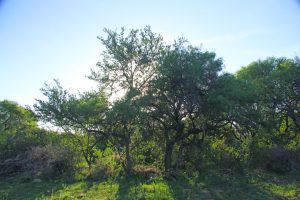 Terreno - Carpinteria