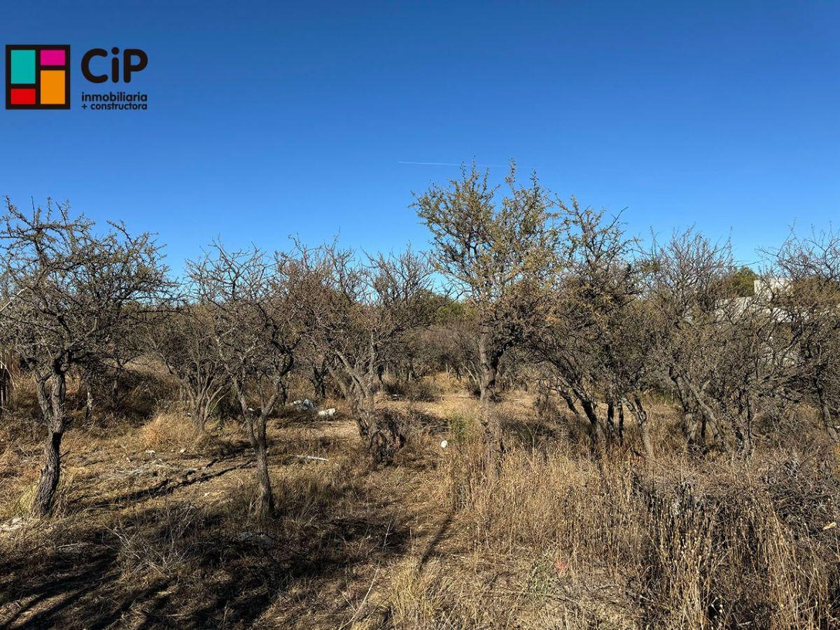 Foto de Venta de lotes en Cortaderas Loma India Lotes desmalezados y alambrados, imagen 4