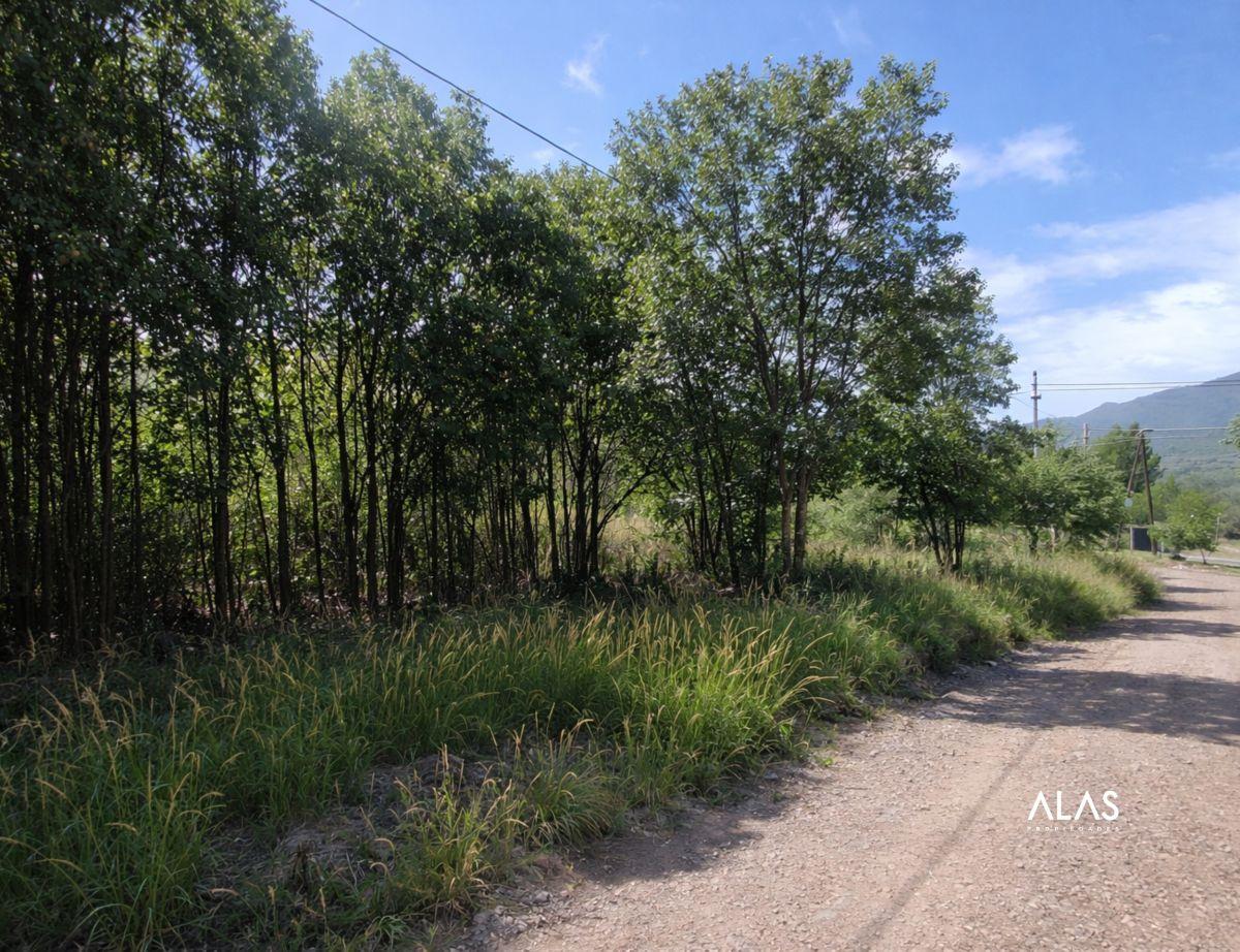 Foto de Lotes en venta - Sobre Ruta 38 - Casa Grande - B281, imagen 3