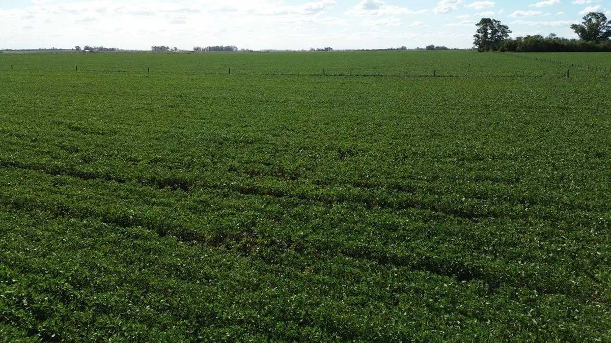 64,7 HECTAREAS ZONA DE CHOVET 5