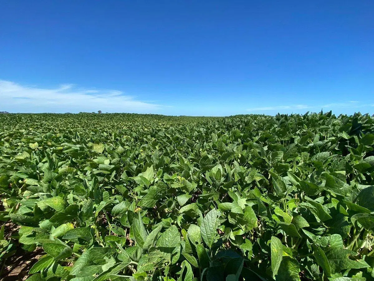 VENTA CAMPO 100% AGRICOLA 18,4 HECTAREAS CHOVET 4