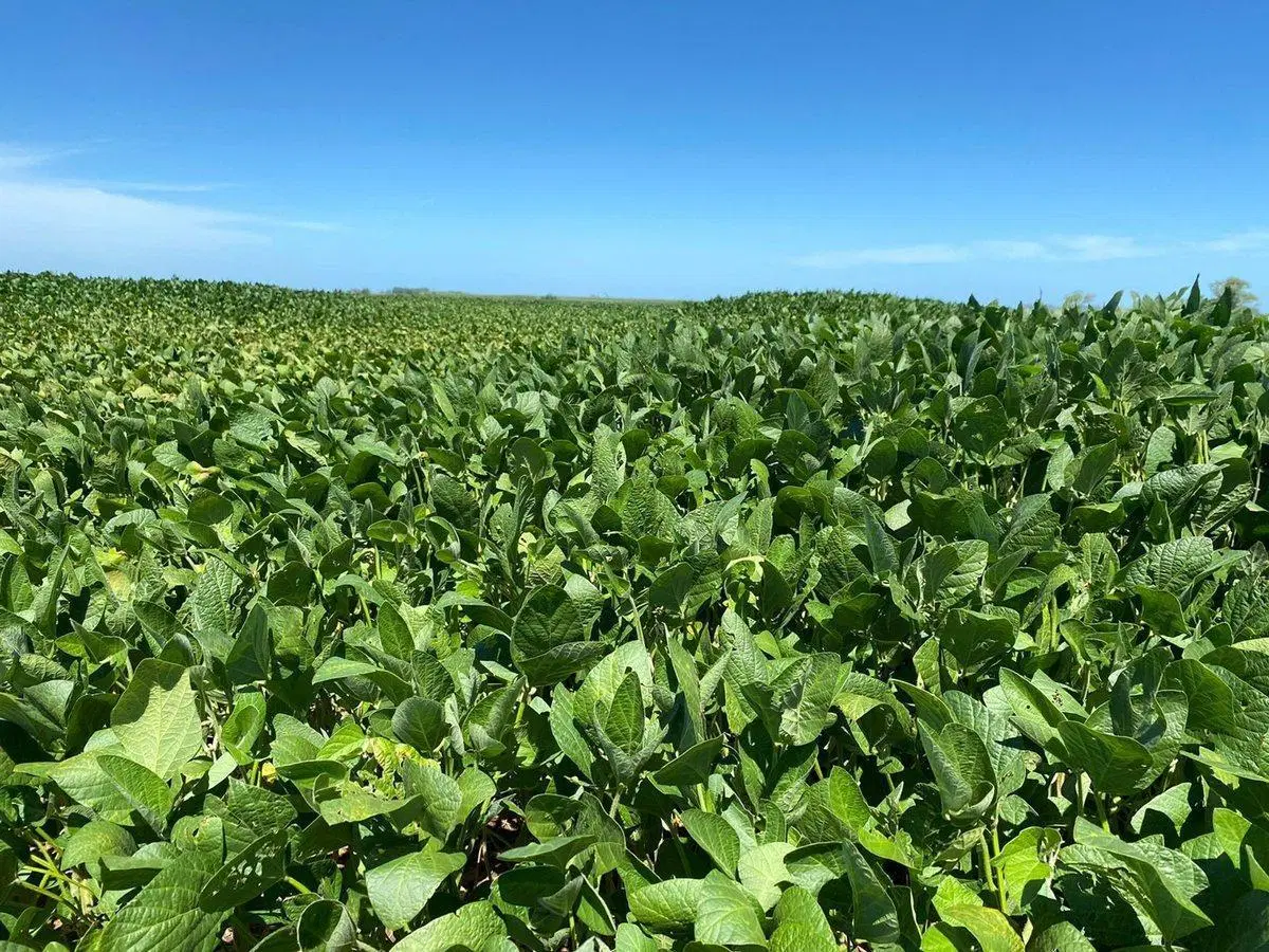 VENTA CAMPO 100% AGRICOLA 18,4 HECTAREAS CHOVET 3