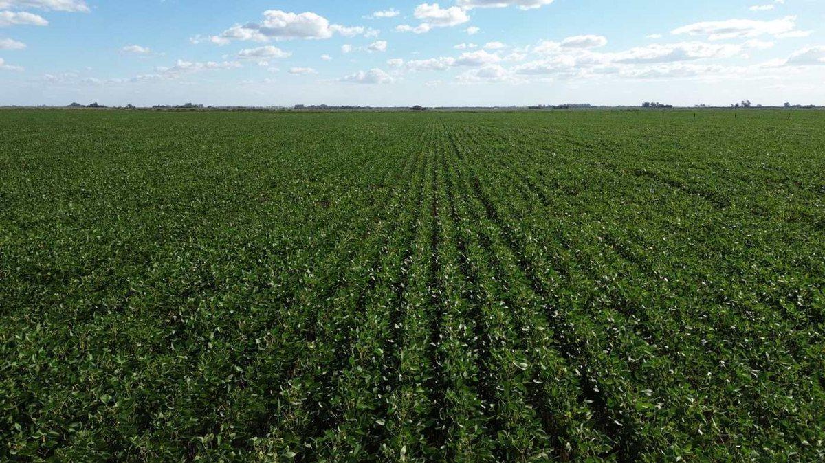64,7 HECTAREAS ZONA DE CHOVET