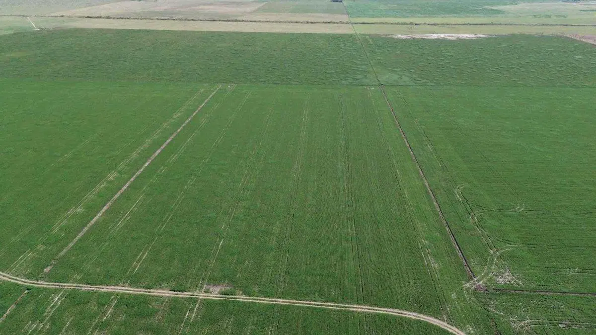 64,7 HECTAREAS ZONA DE CHOVET 4