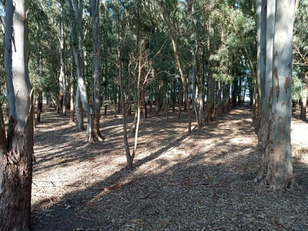 Terreno en Venta en Berisso 4