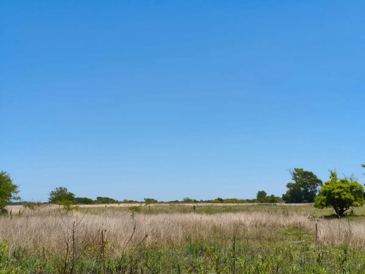 Se vende 14.3 Hectareas en campo de suelo mixto listas para escriturar 1