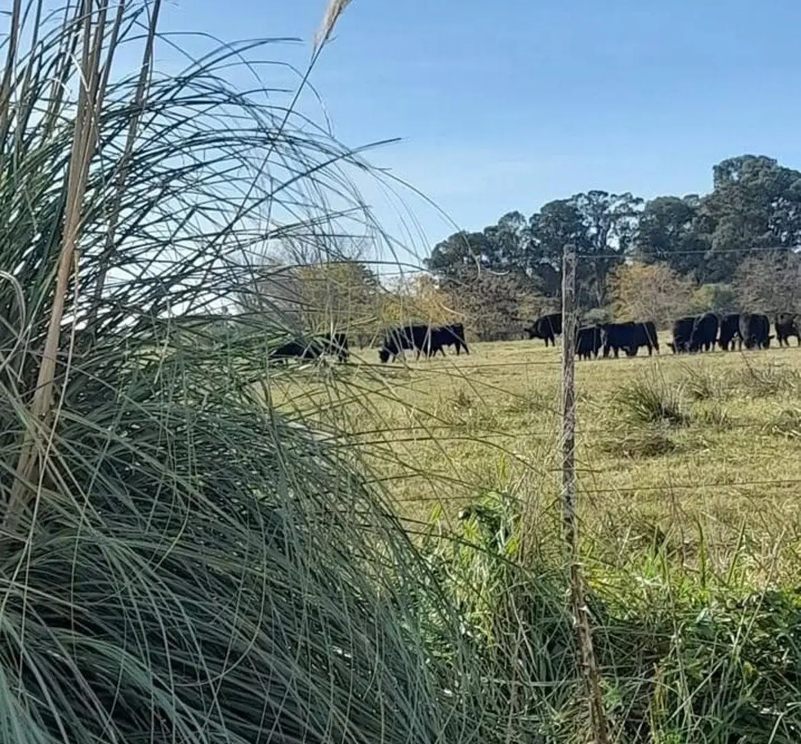 Se vende 14.3 Hectareas en campo de suelo mixto listas para escriturar 4