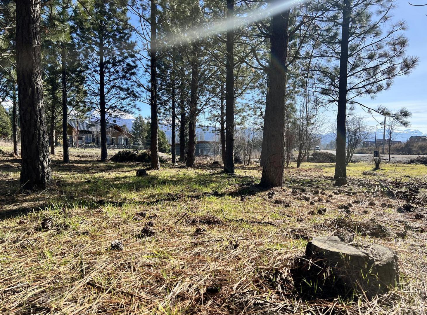 Foto de Terreno en Loteo Pine Zone, imagen 2