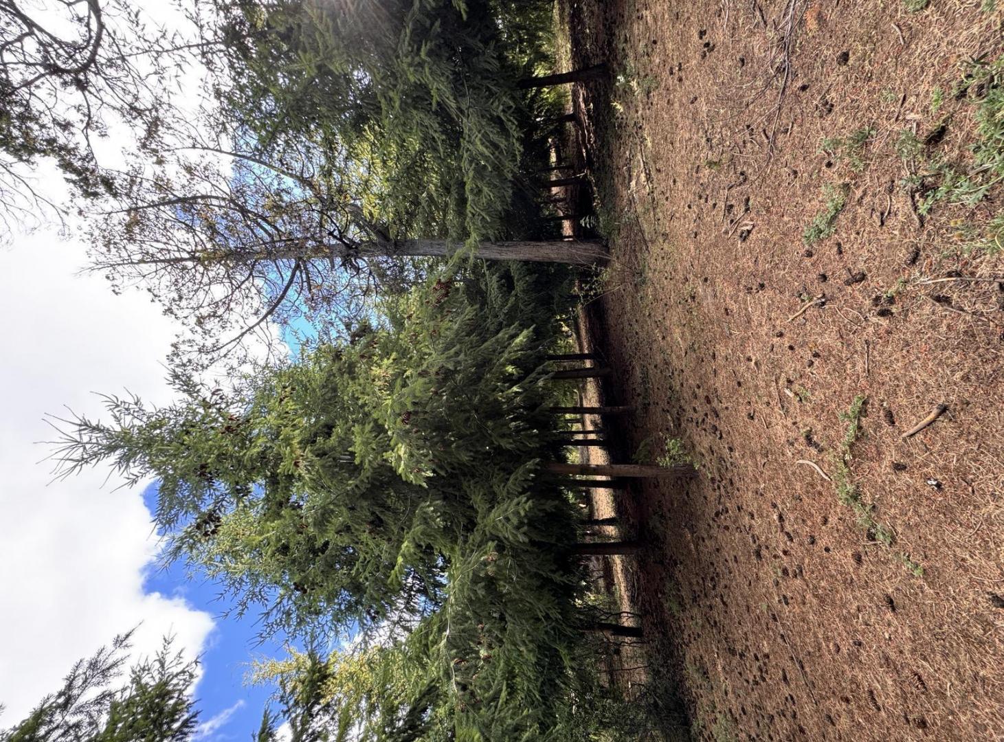 Foto de Terreno en Trevelin, imagen 4