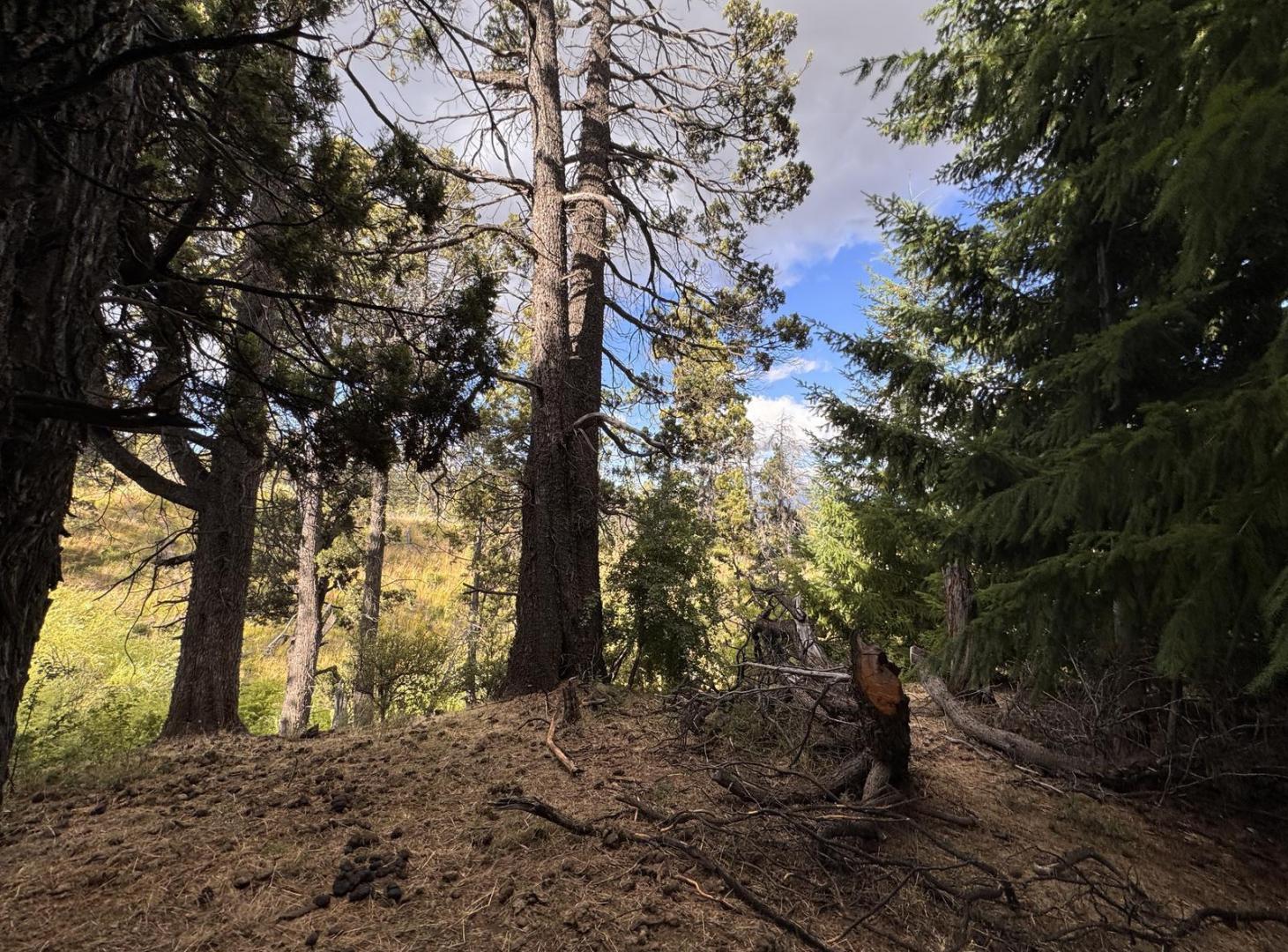 Foto de Terreno en Trevelin, imagen 5