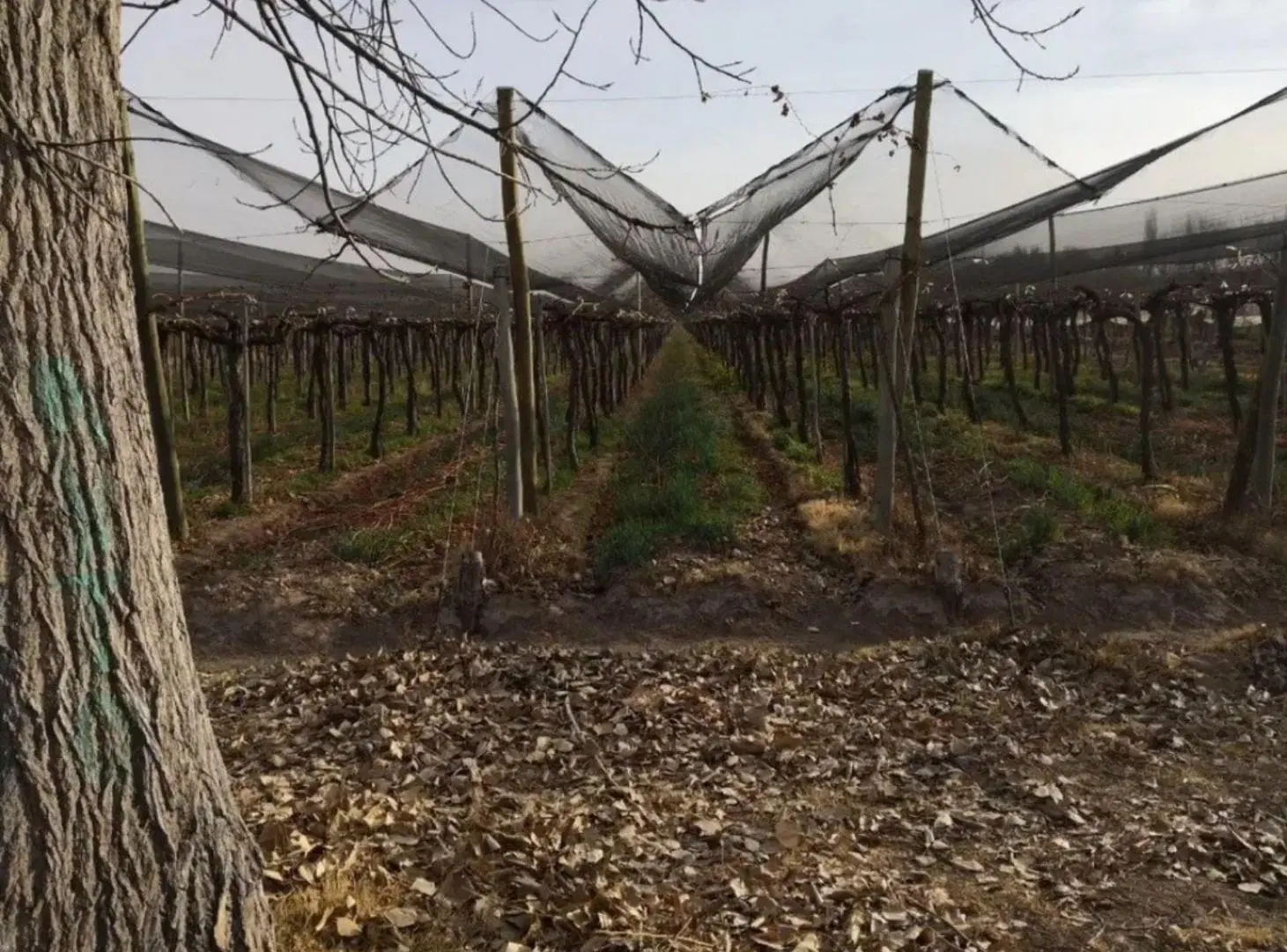 Finca - Lavalle 3
