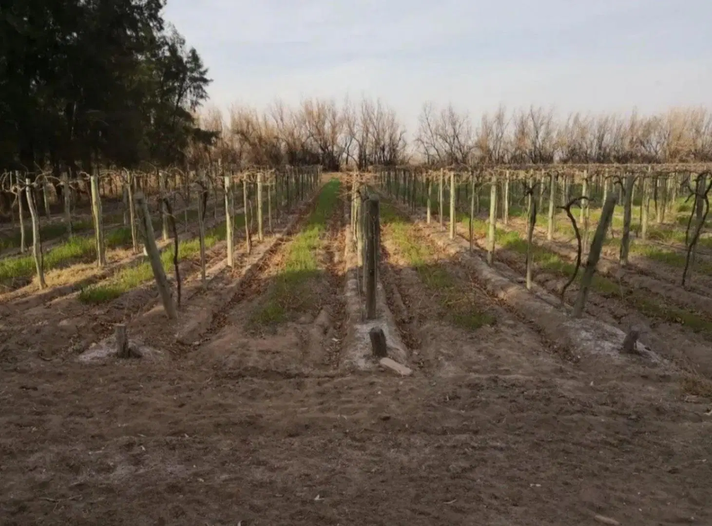 Finca - Lavalle 2