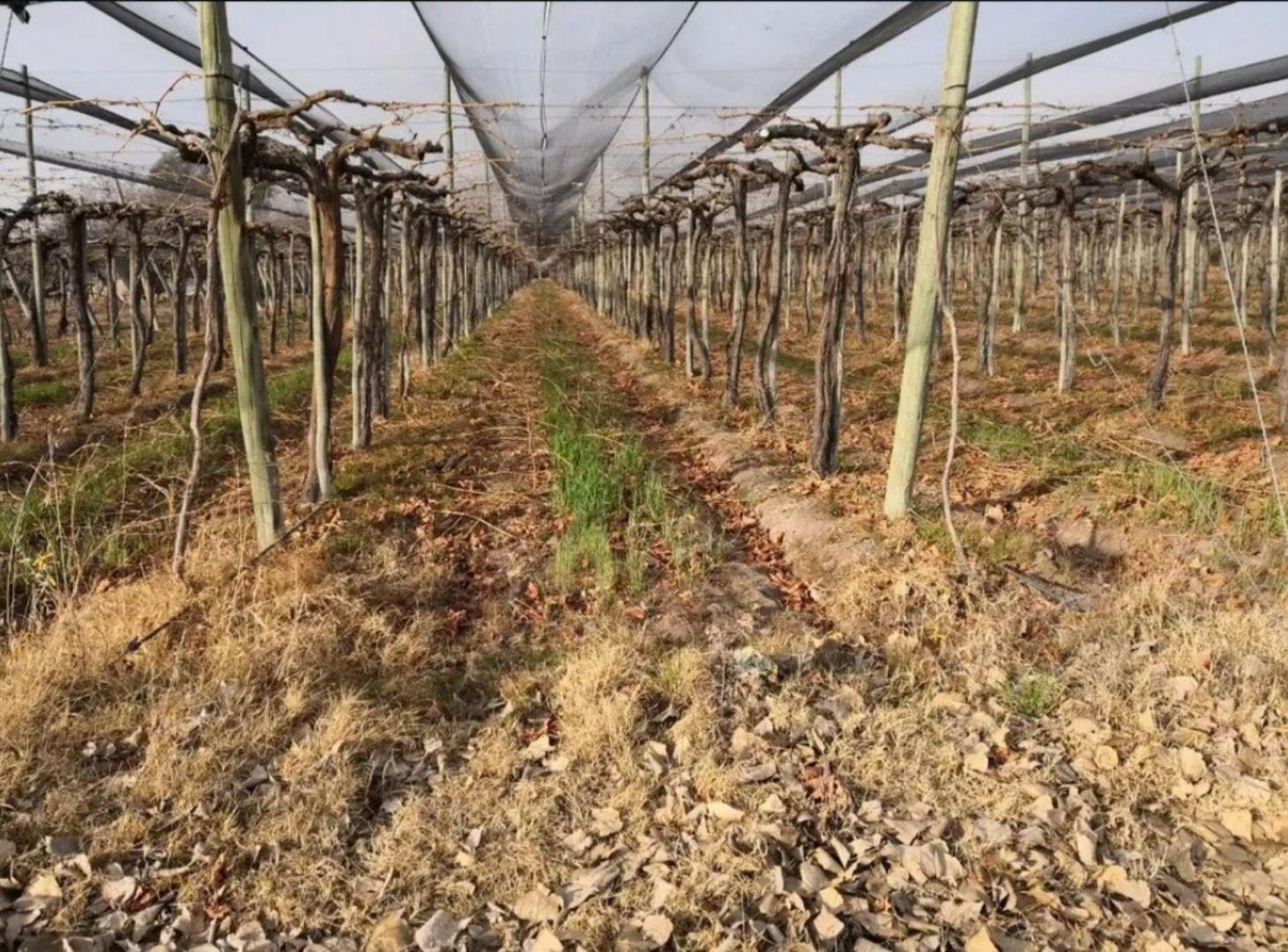 Finca - Lavalle