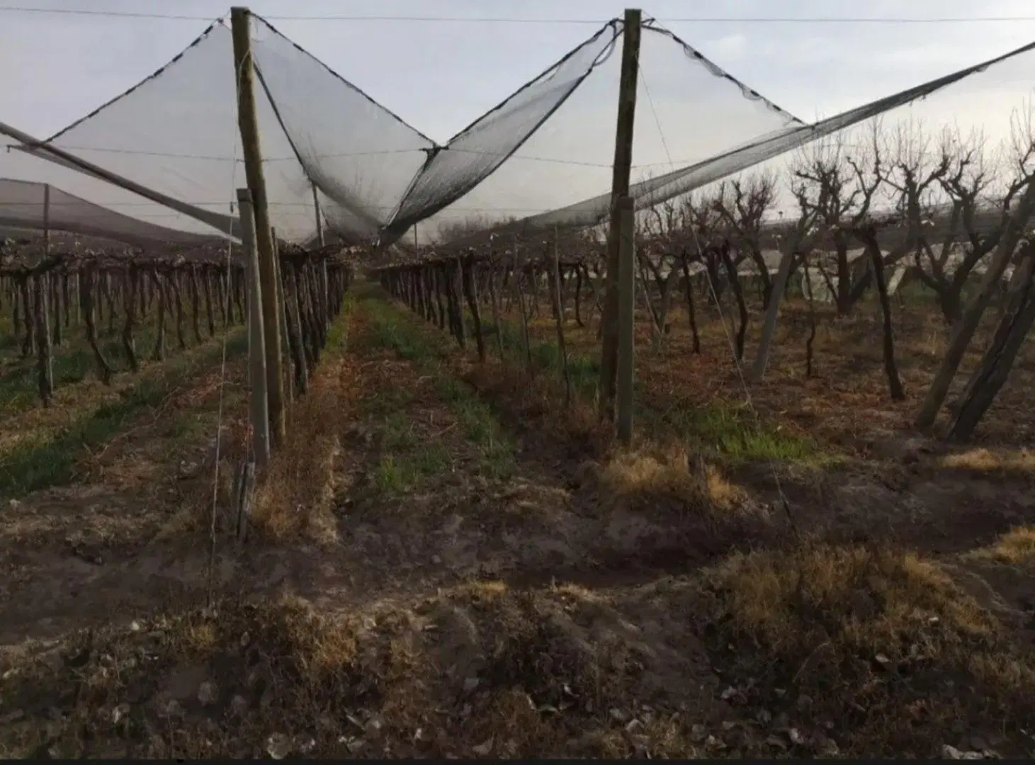 Finca - Lavalle 4