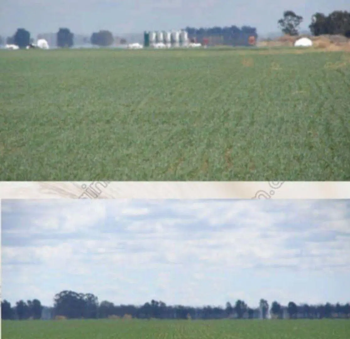 Campo - Coronel Suarez 4