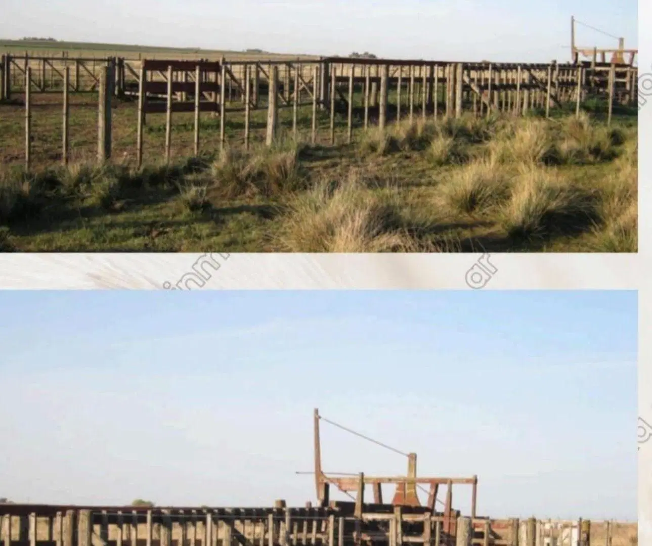 Campo - Coronel Suarez 2