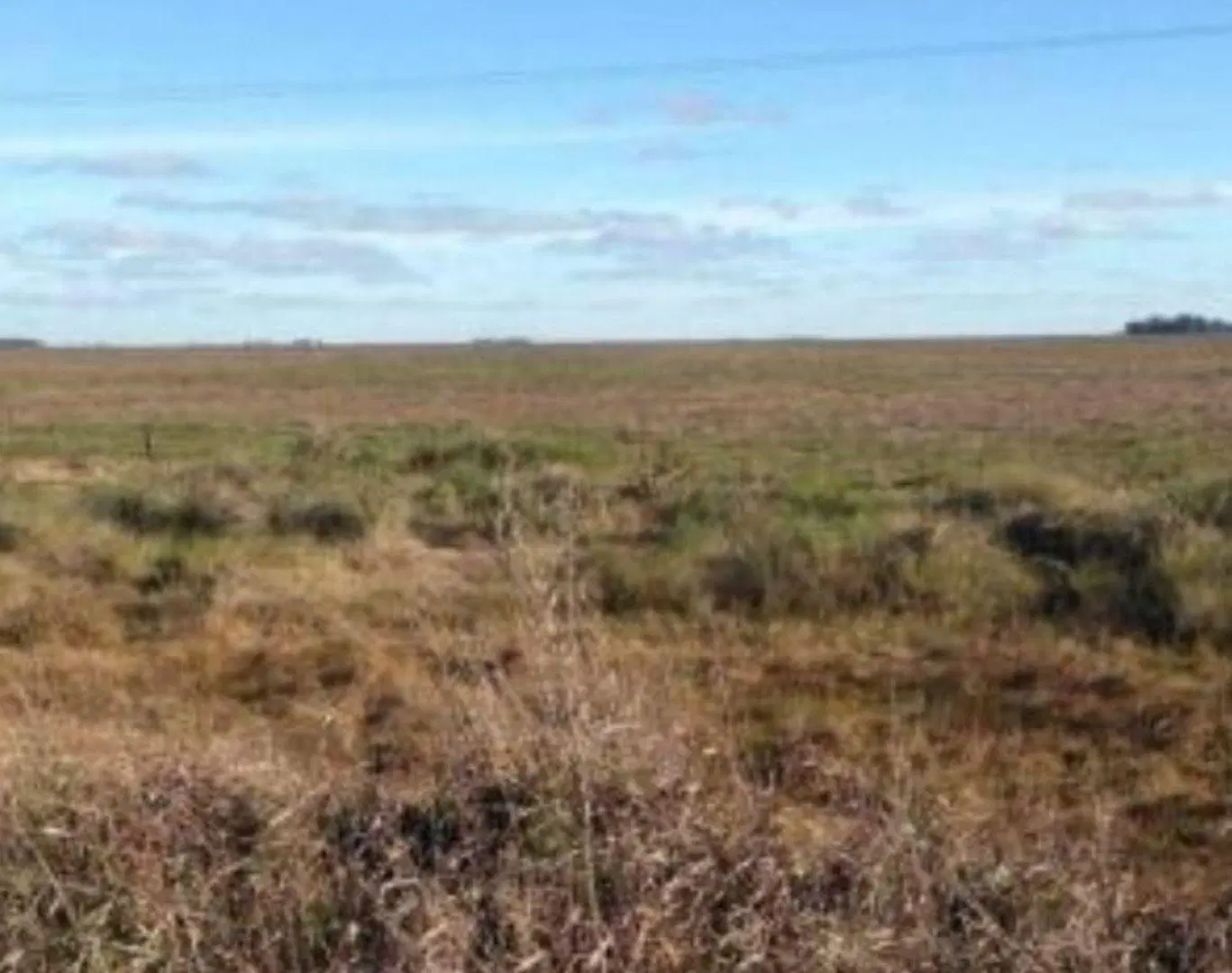 Campo - Dolores 2