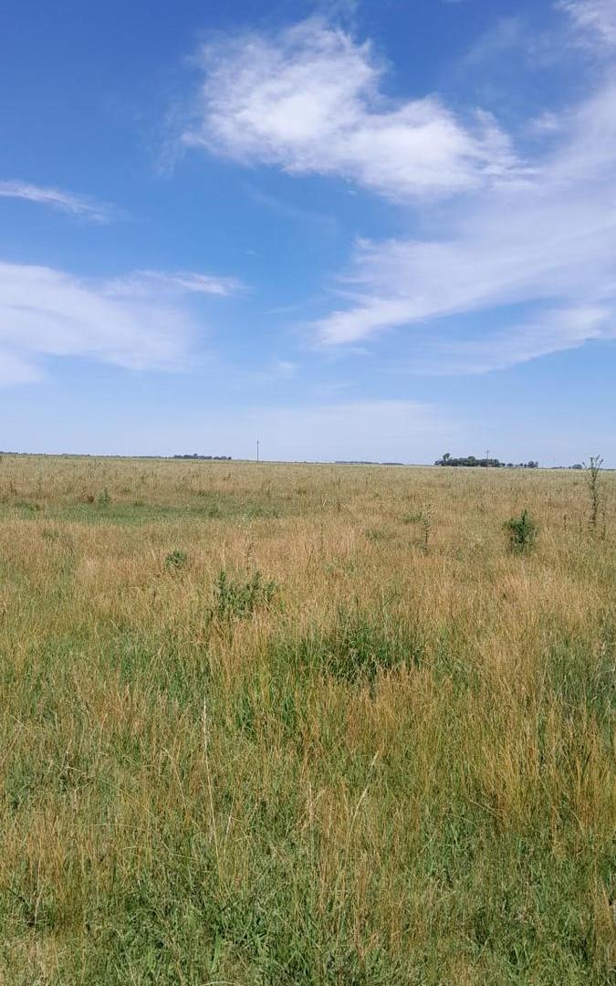 Foto de Campo en Venta. Giribone . Gral Belgrano . Bs. As., imagen 4