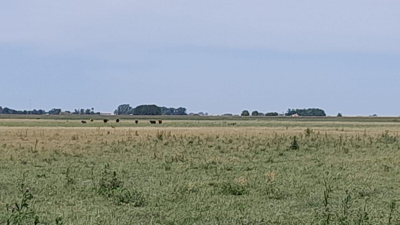 Foto de Campo en Venta. Giribone . Gral Belgrano . Bs. As., imagen 2