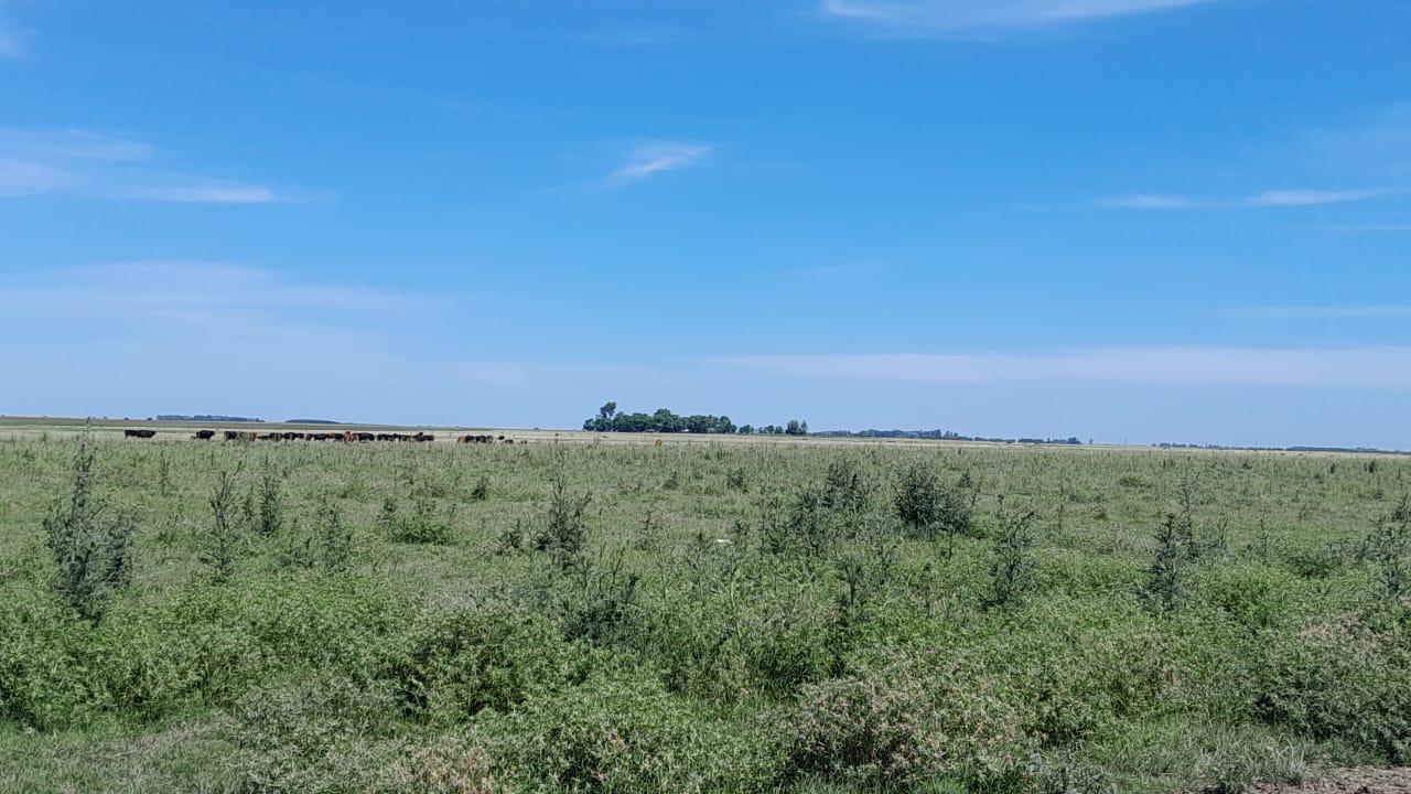 Foto de Campo en Venta. Giribone . Gral Belgrano . Bs. As., imagen 5