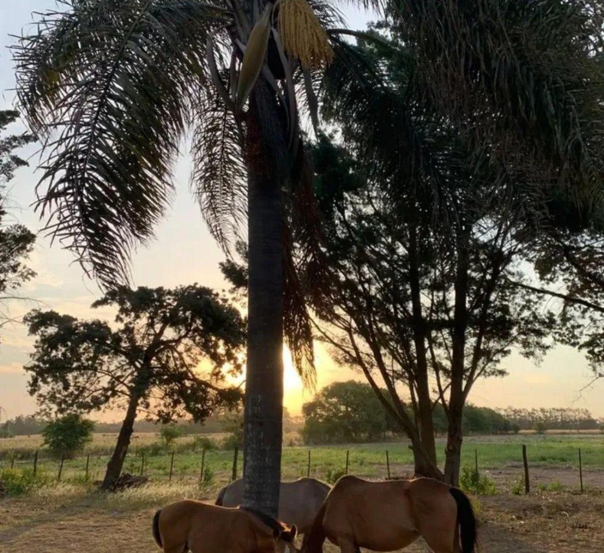 Foto de Campo - Zarate, imagen 1