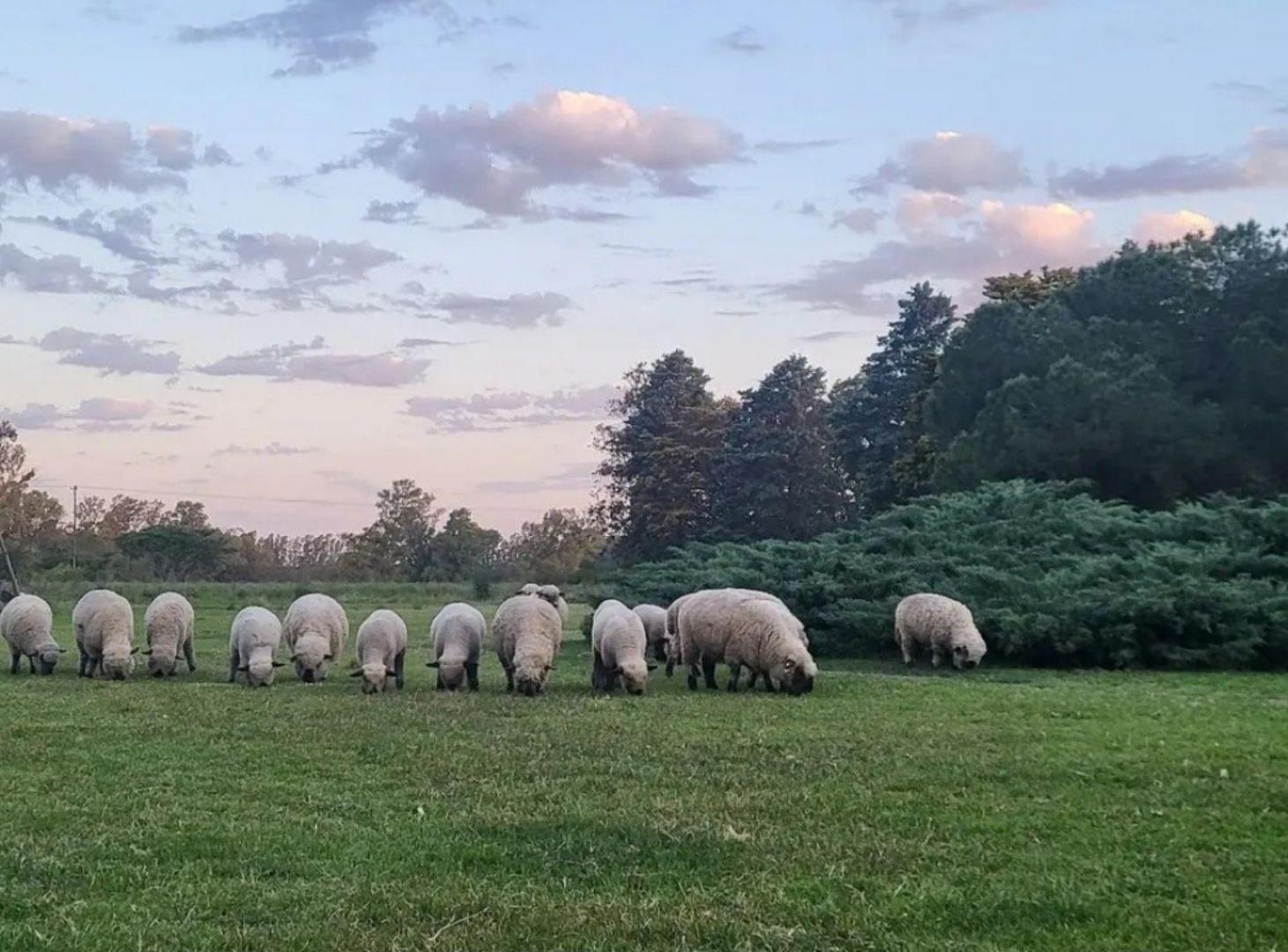 Foto de Campo - Zarate, imagen 5