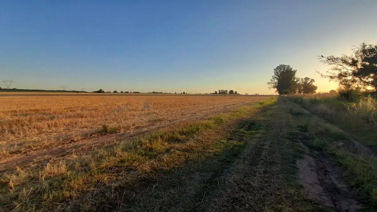 CAMPO 9 HA. EN RAMALLO 5