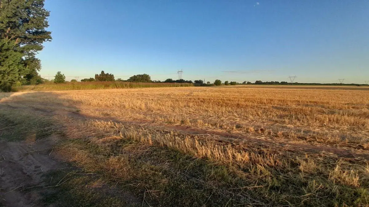 CAMPO 9 HA. EN RAMALLO 2