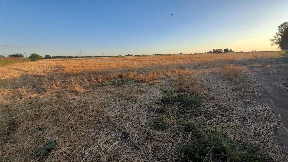 CAMPO 9 HA. EN RAMALLO 3