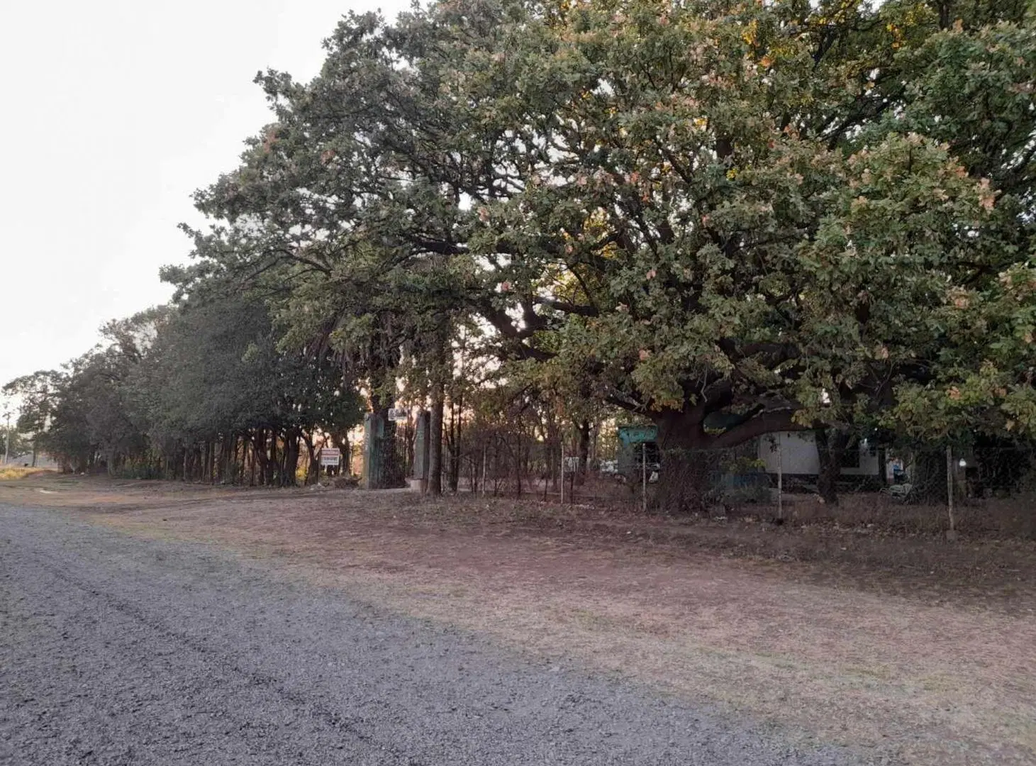 Excelente terreno con añeja forestación 5