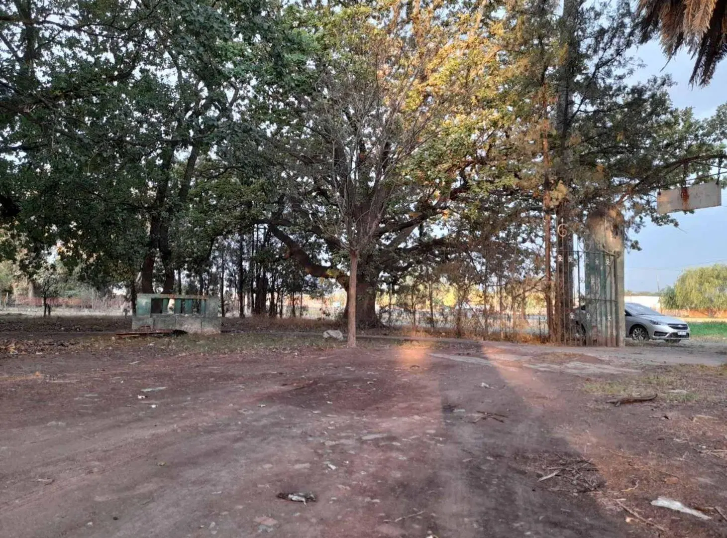 Excelente terreno con añeja forestación 3